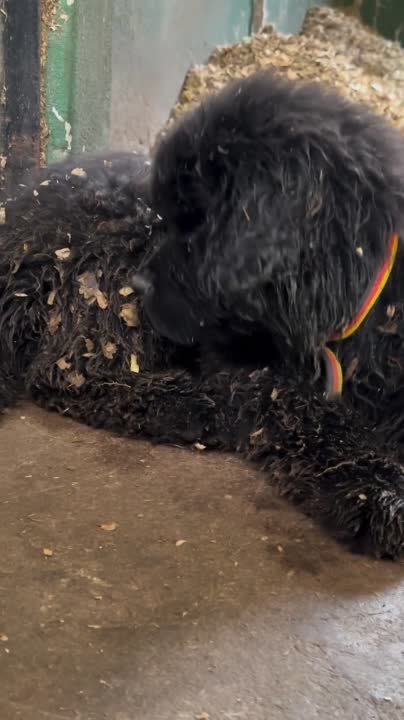 видео  факу