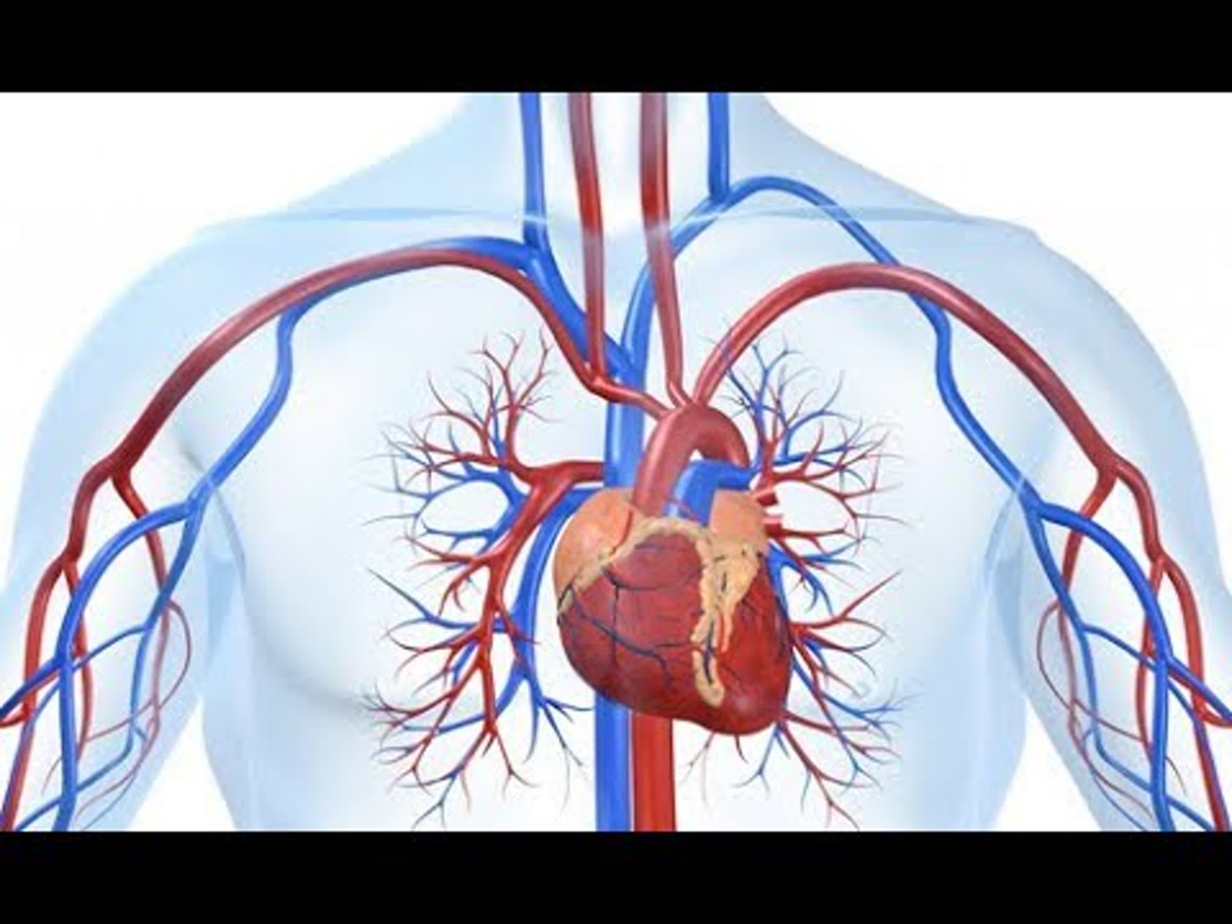 Тело человека