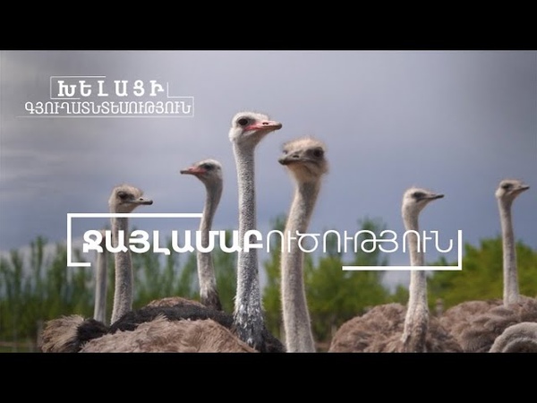 СТРАУСЫ,УЛИТКИ,СПАРЖА, ГРИБЫ--ЭКСПОРТ: