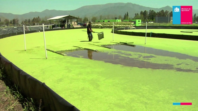 РЯСКА--ГИДРОПОНИКОРМ-СИТИФЕРМА,УЛИТКА: