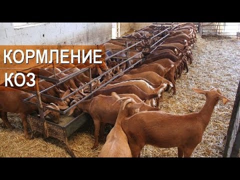 СЫР-Колбоса-КожОбувь-ШерстьПух