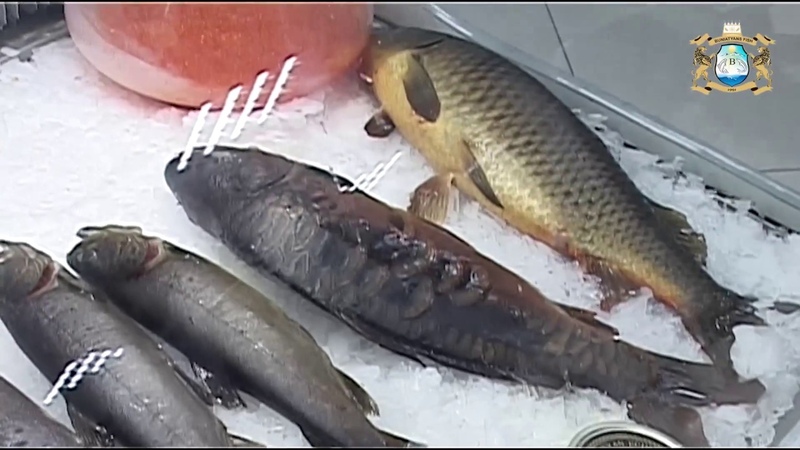 РыбаГрибыВодорослиФитотуннели: