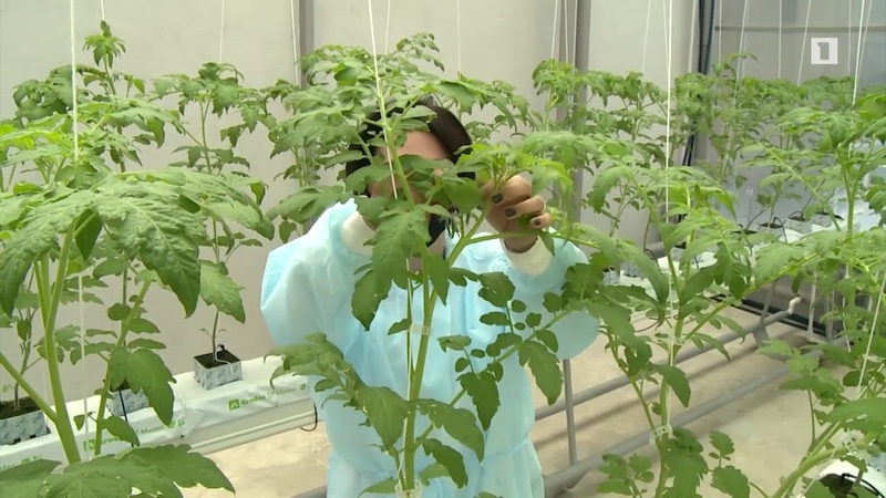 СУПЕР-ТЕПЛИЦЫ/РЫБА/АКВАПОНИКА/АУКЦИОНЫ: