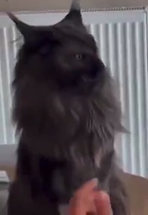 котики эт приговор _ СТАРОСТЬ и одиночество ЗДРАСТЬ!))