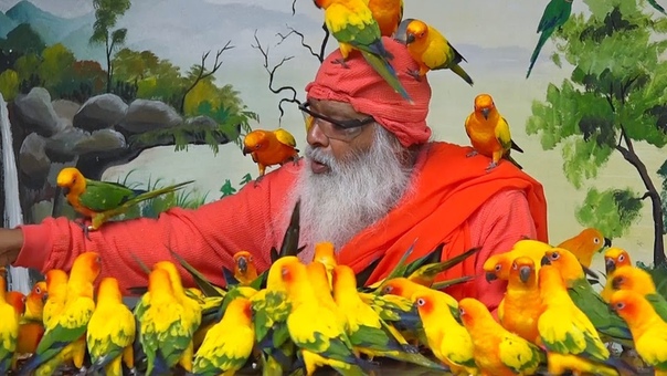 Животный мир Индии