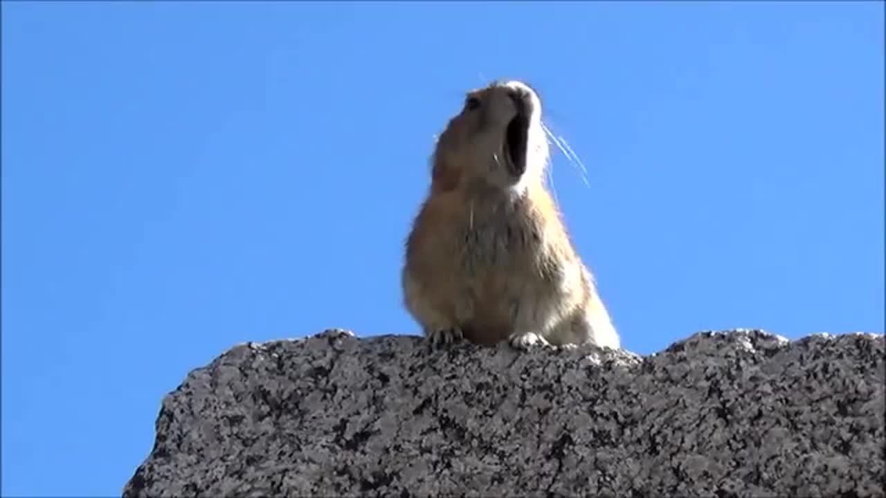 солисты музыка