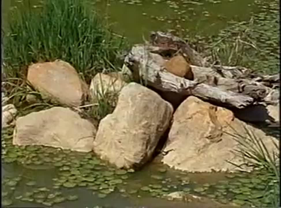 Эко строительство/Сад