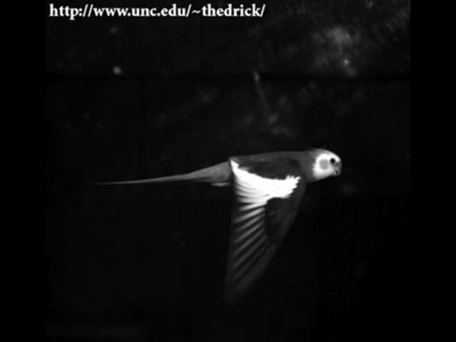 Видеореференсы - животные