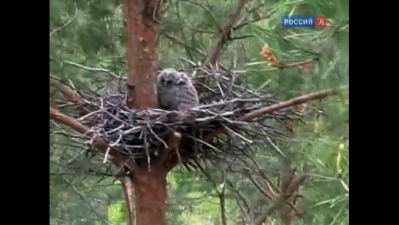 Страна  птиц