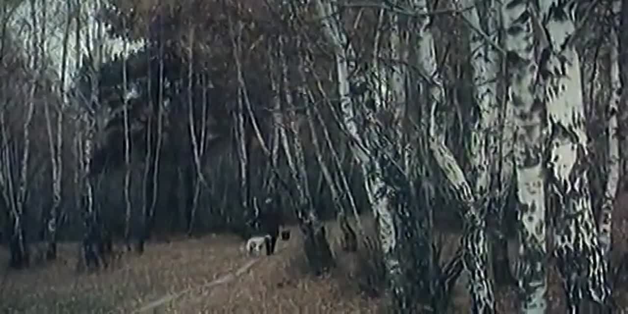 Фильмы о собаках