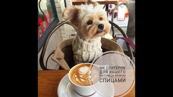 Вяжем животным