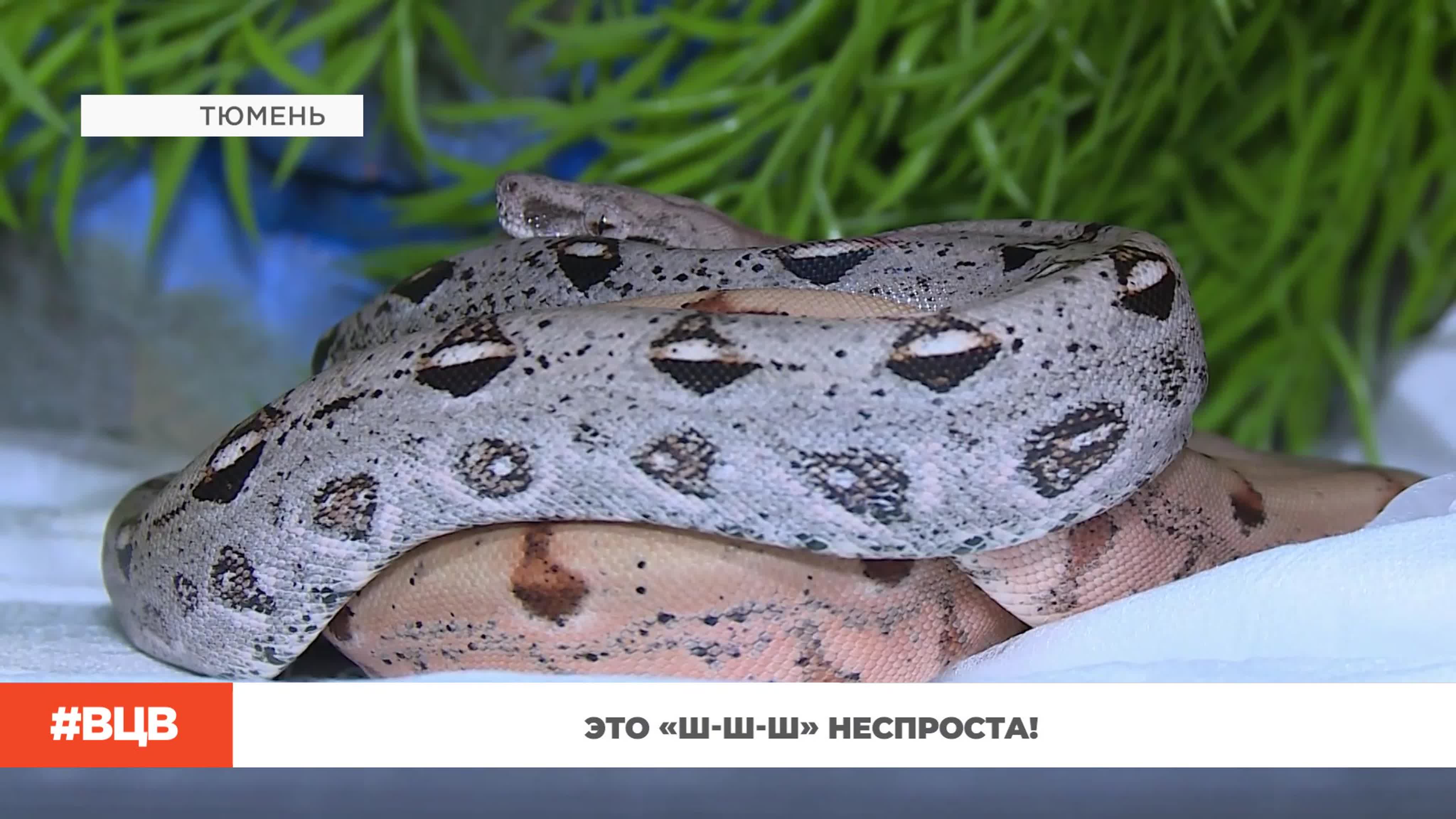 В центре внимания