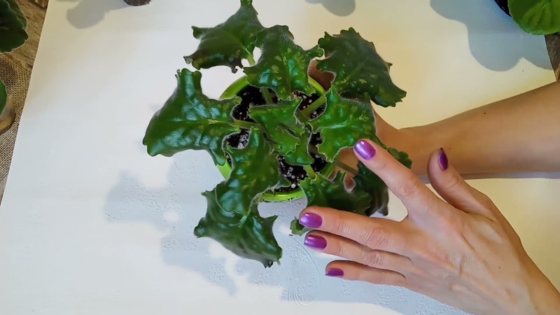 ВСЕ О РАСТЕНИЯХ. ВИДЕО