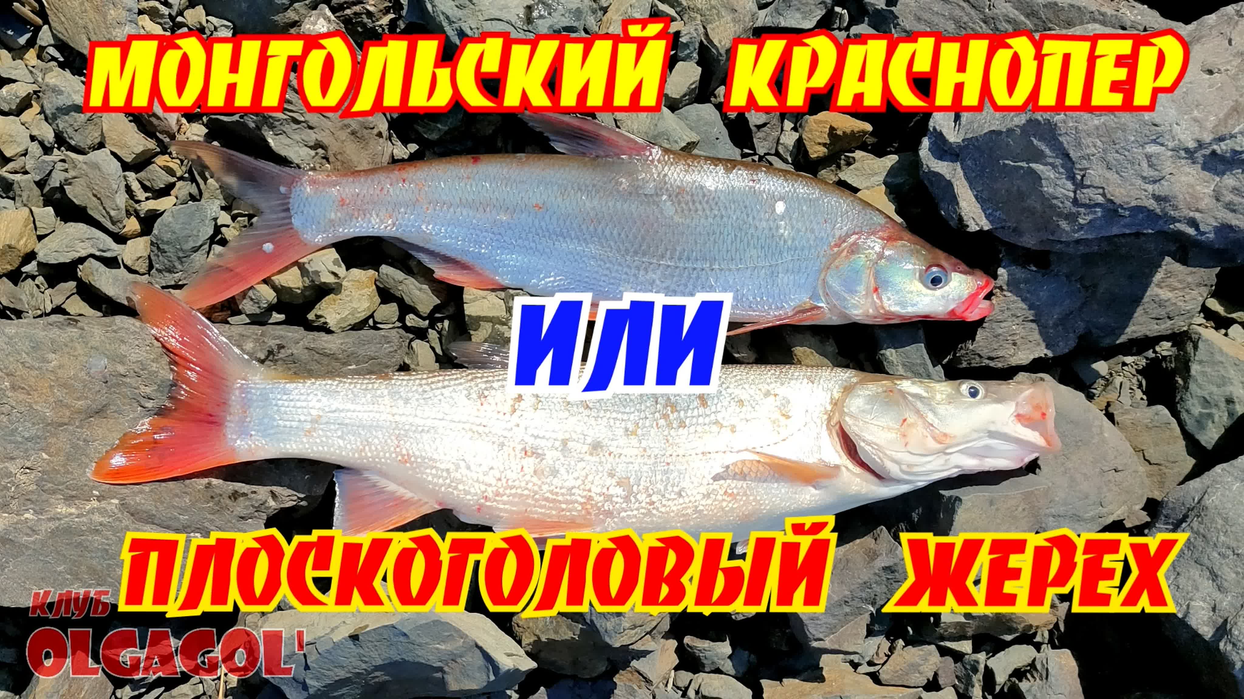 Рыбы Дальнего Востока