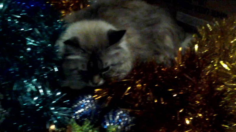 мои милые животинки)