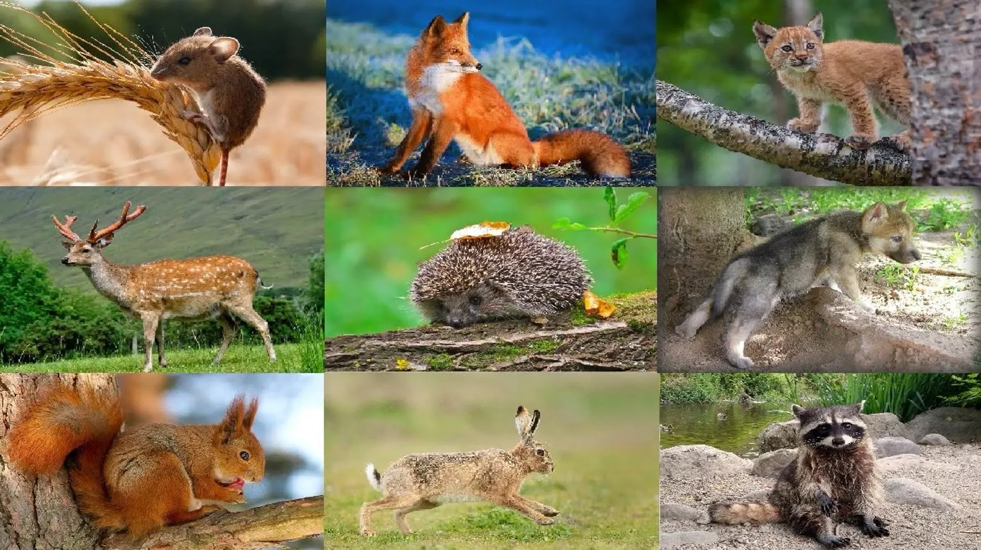 Ребятам о зверятах