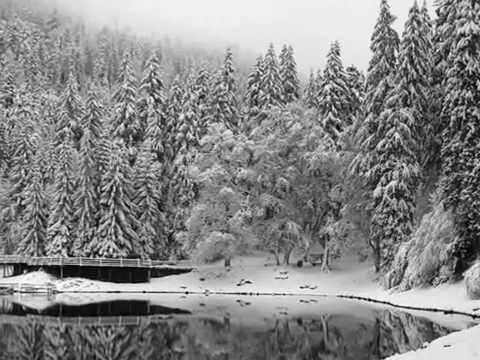 Квітка Цісик