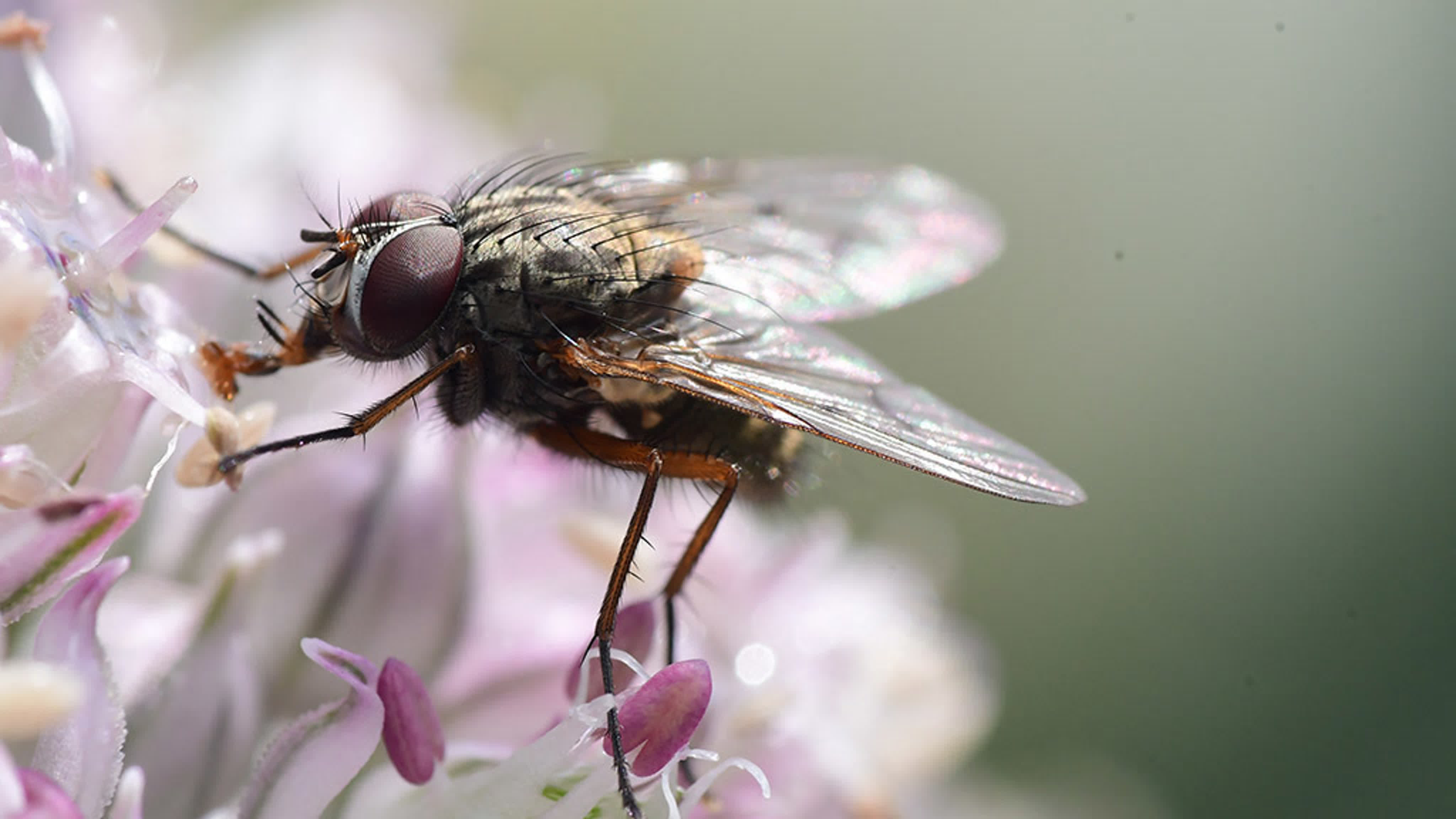 Удивительные факты из Корана и Сунны