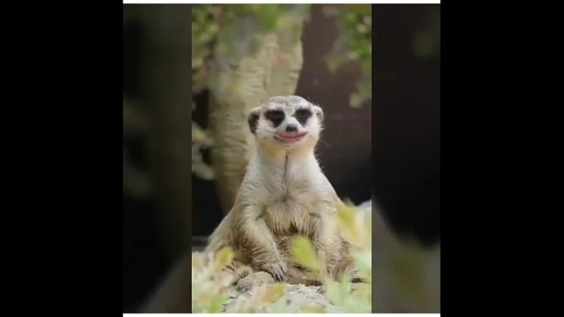 РАЗНОЕ ВИДЕО И СМЕШНОЕ , ЖИВОТНЫЕ