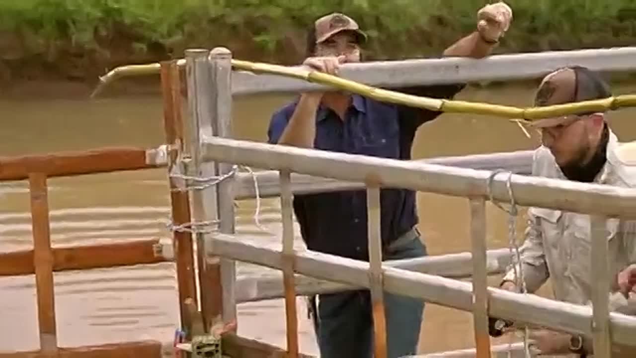 Территория диких крокодилов.AU