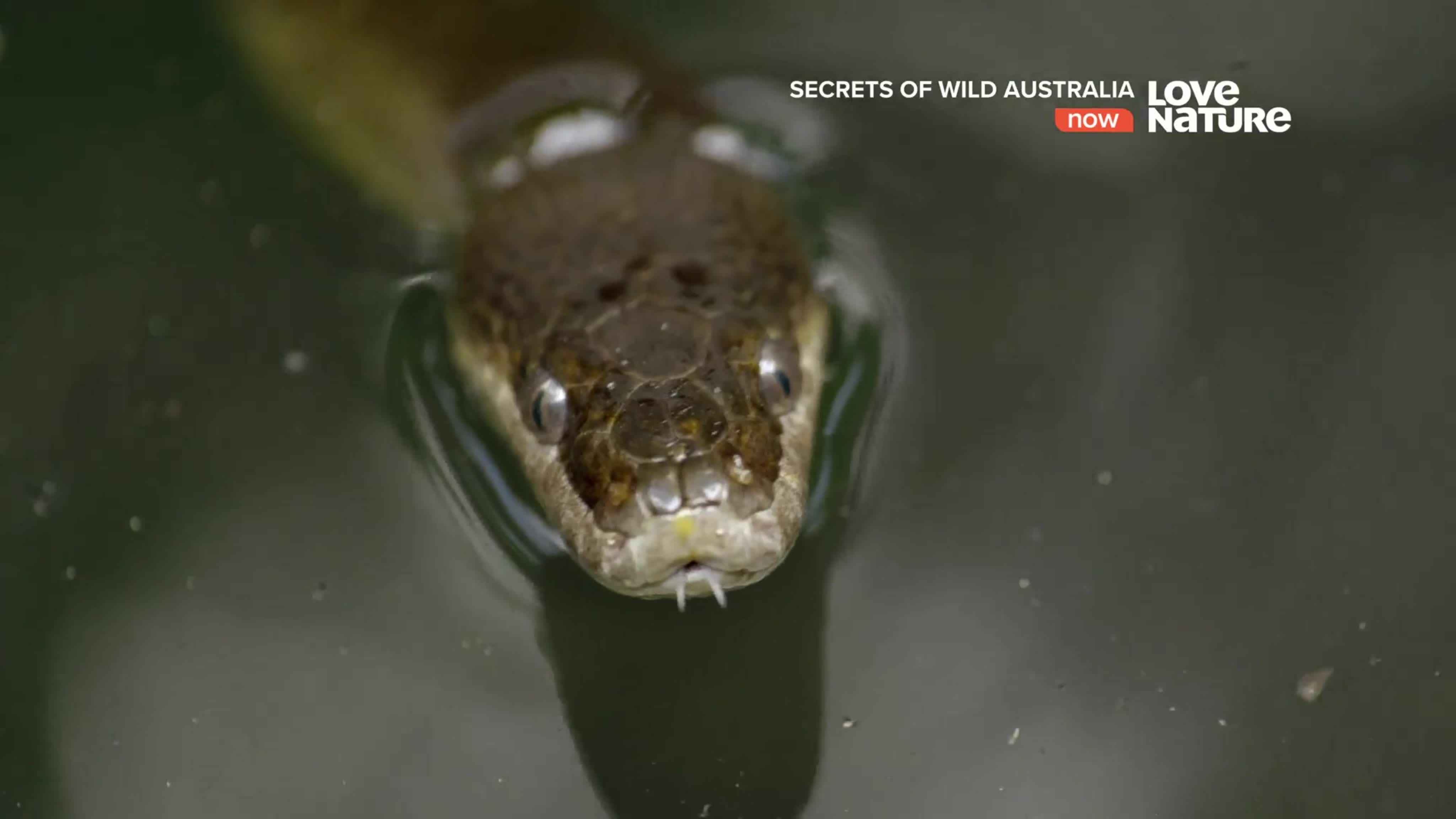 Тайны дикой природы Австралии
