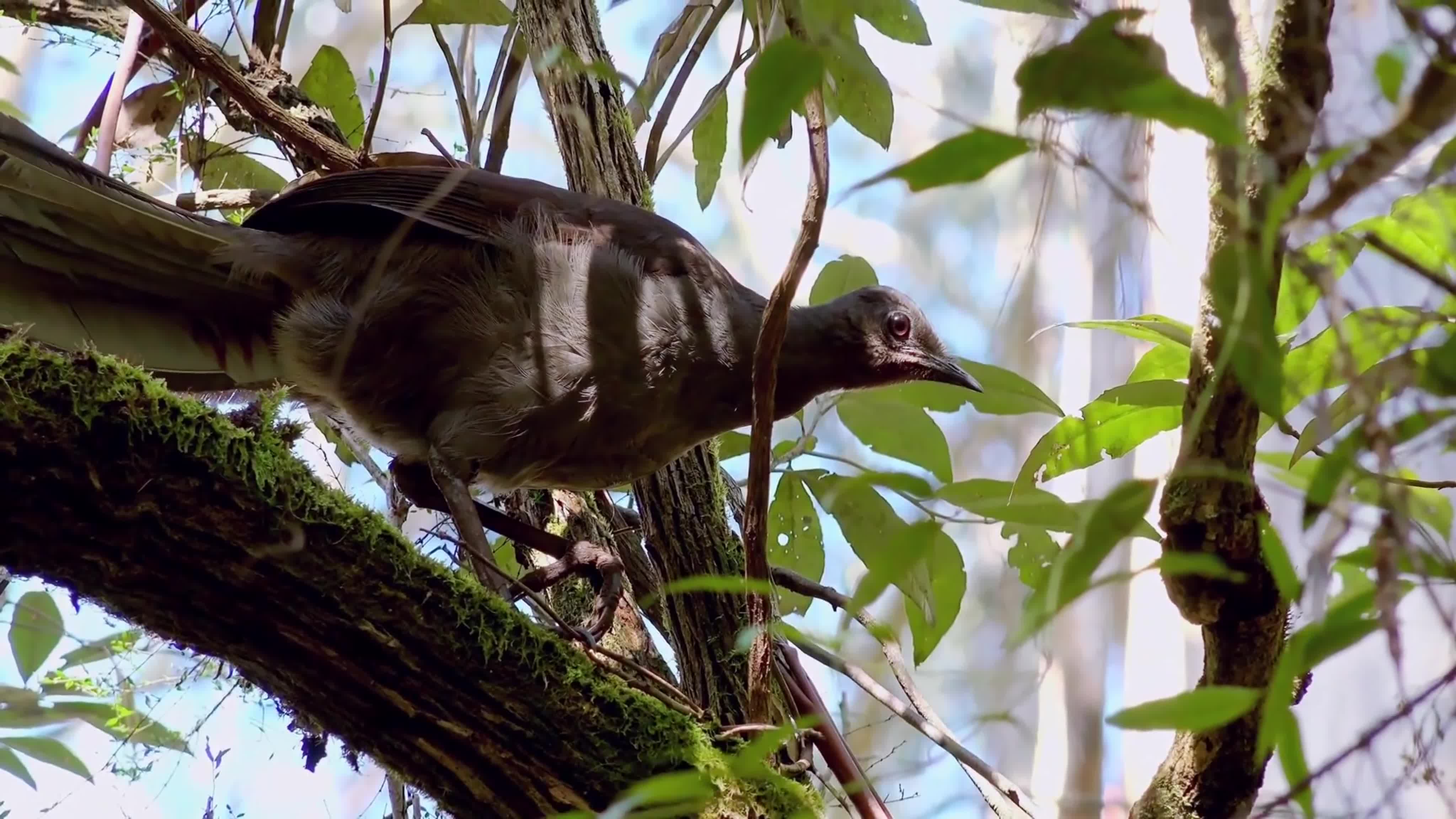 Дикие птицы Австралии