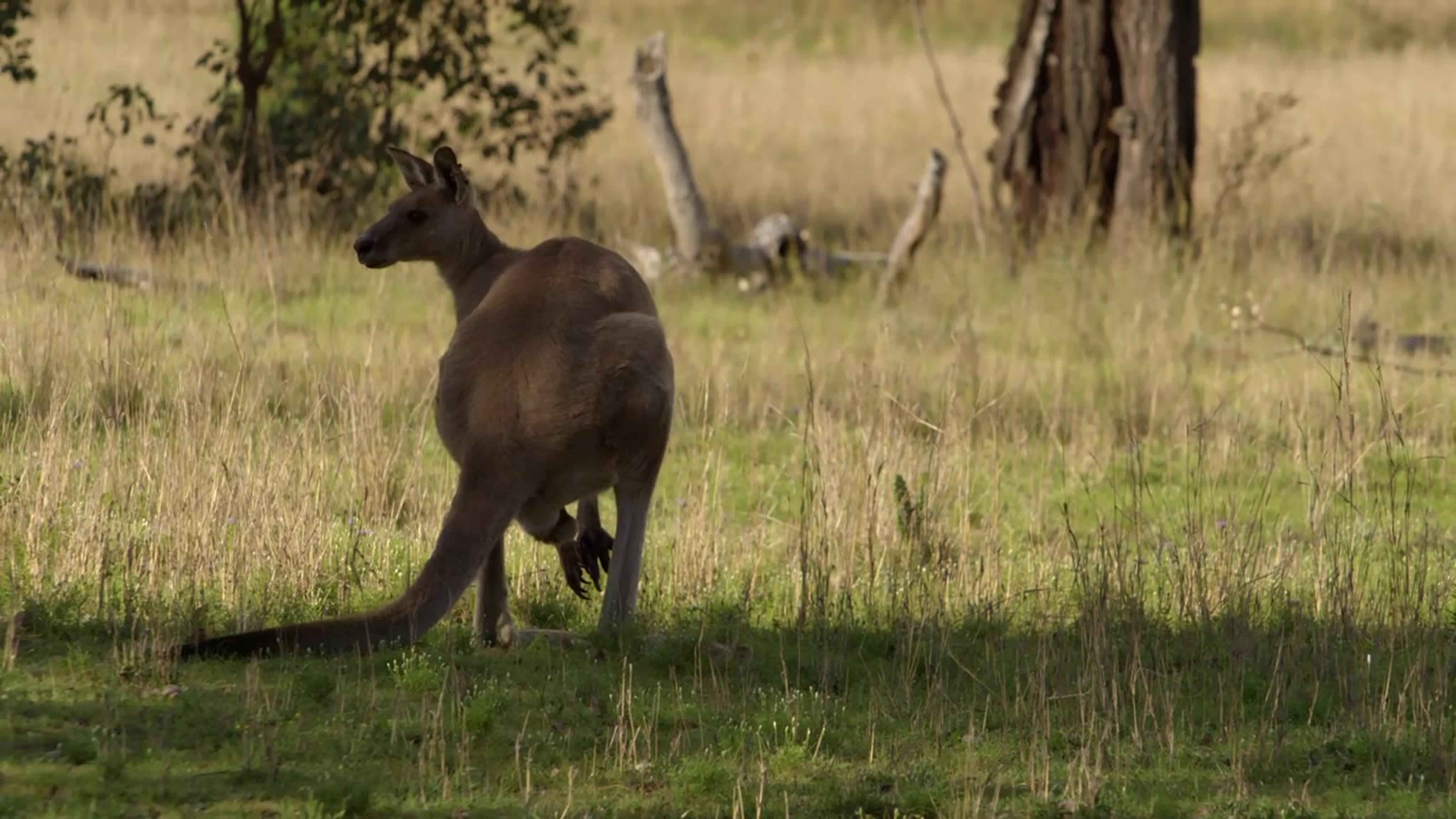 Тайная жизнь кенгуру.AU