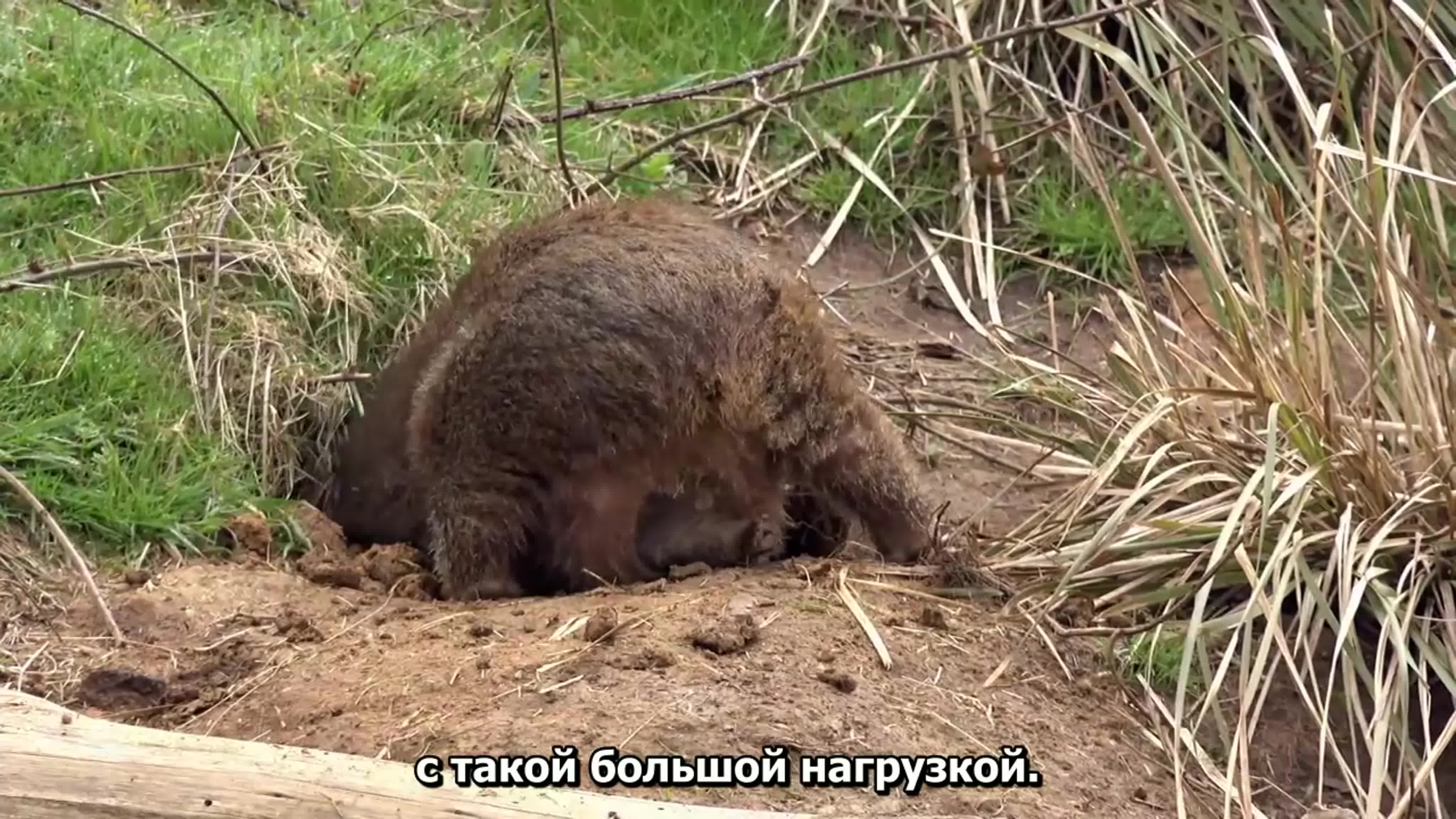 Тайная жизнь вомбата.AU