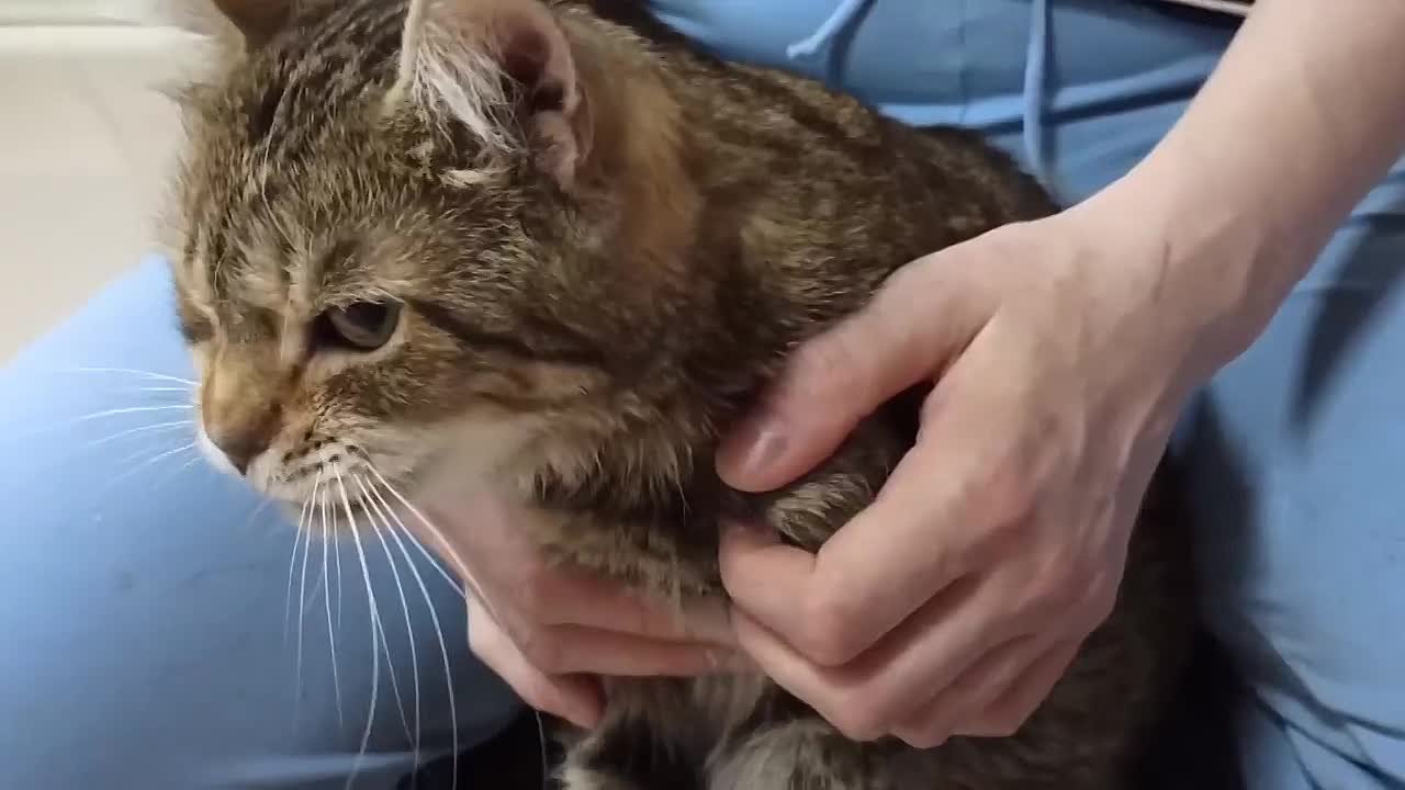 Диабет и животные