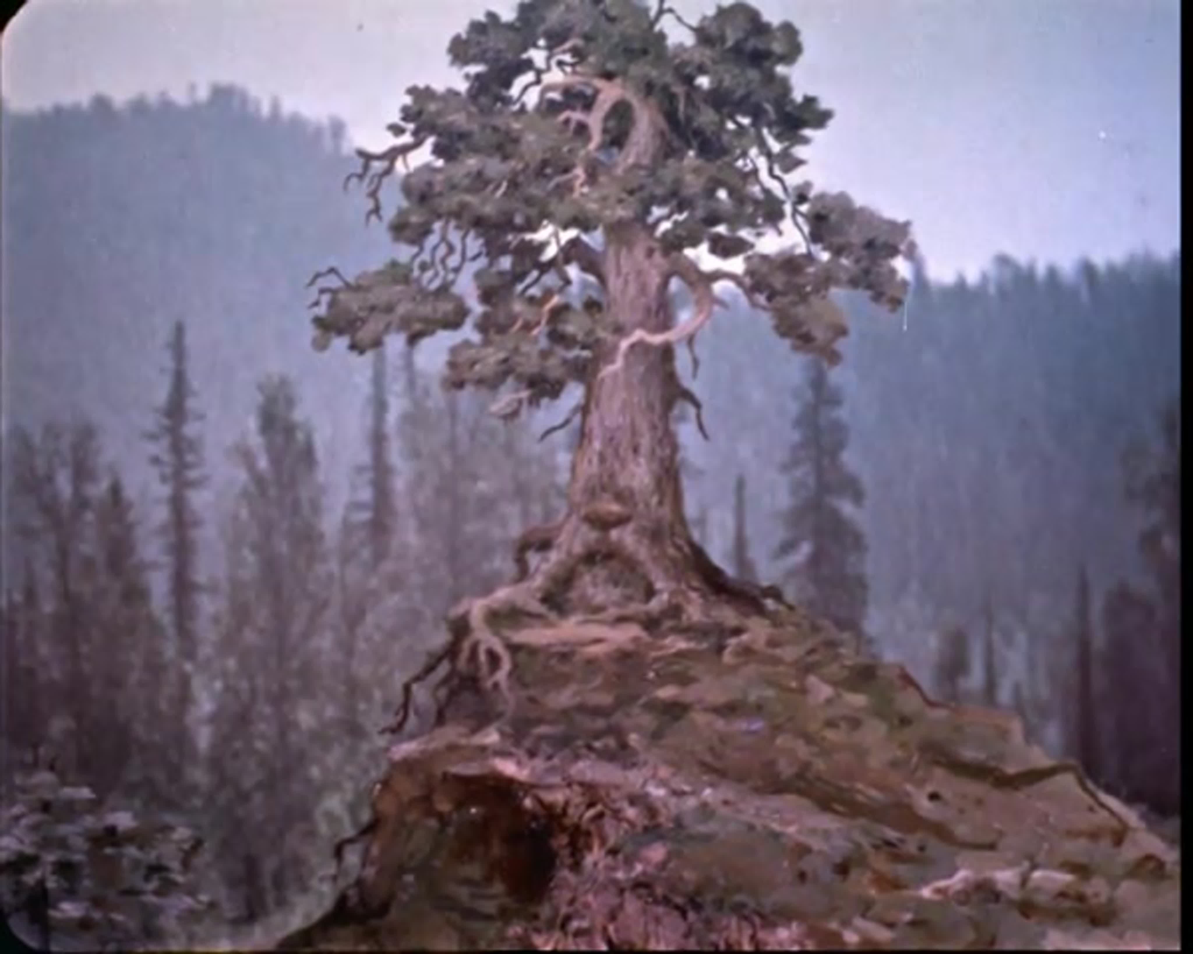 сказка о старом кедре