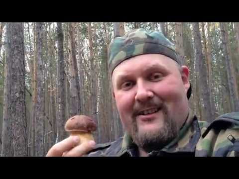 Белые Грибы