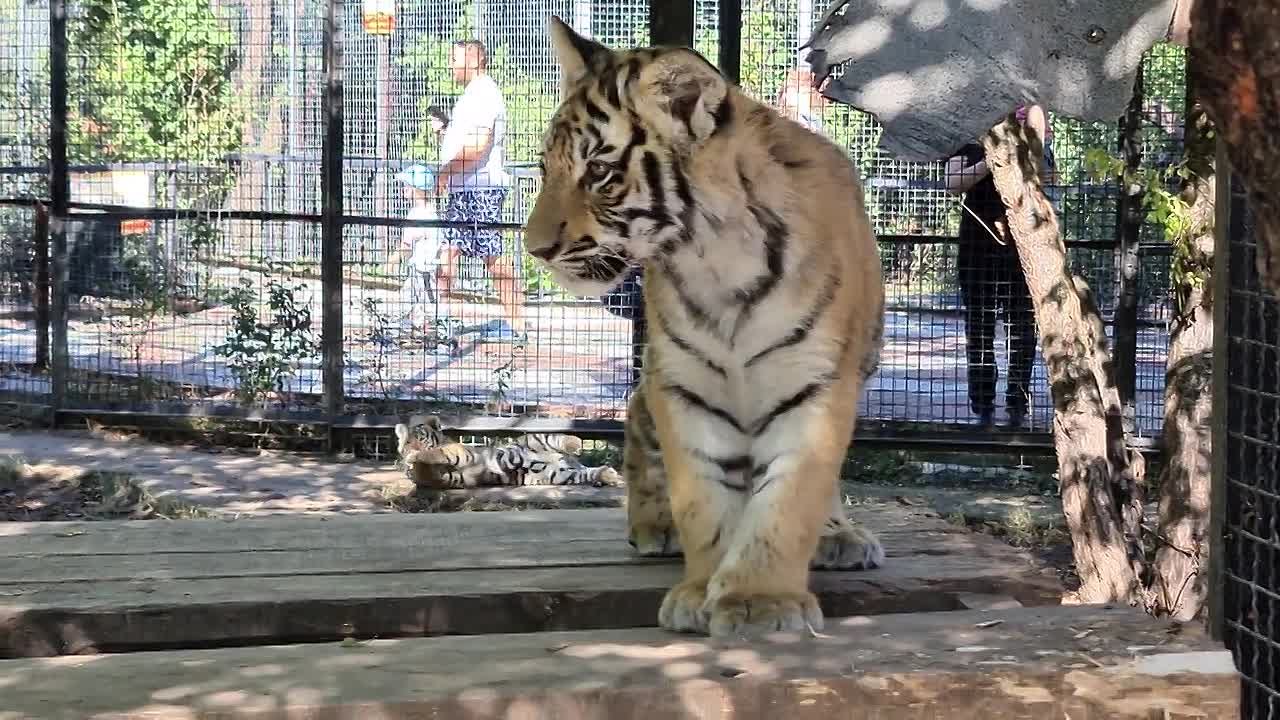 ПАРК ЛЬВОВ ТАЙГАН. ВИТАЛИЙ ХОМУТОВ. 2022 ГОД