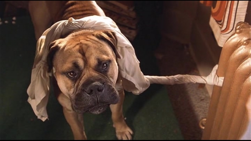 Фильмы за животных