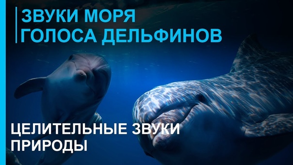 здоровье