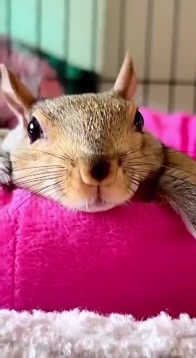 «РЕБЯТАМ О ЗВЕРЯТАХ»