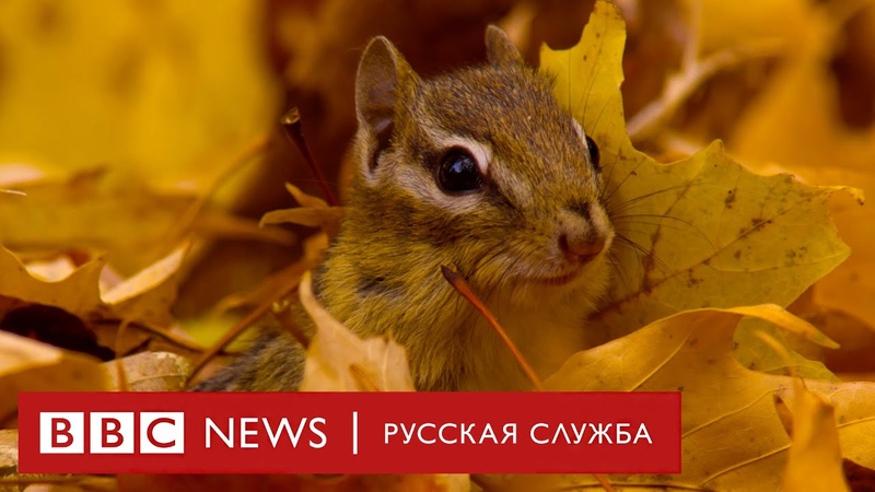 Красивые ролики!