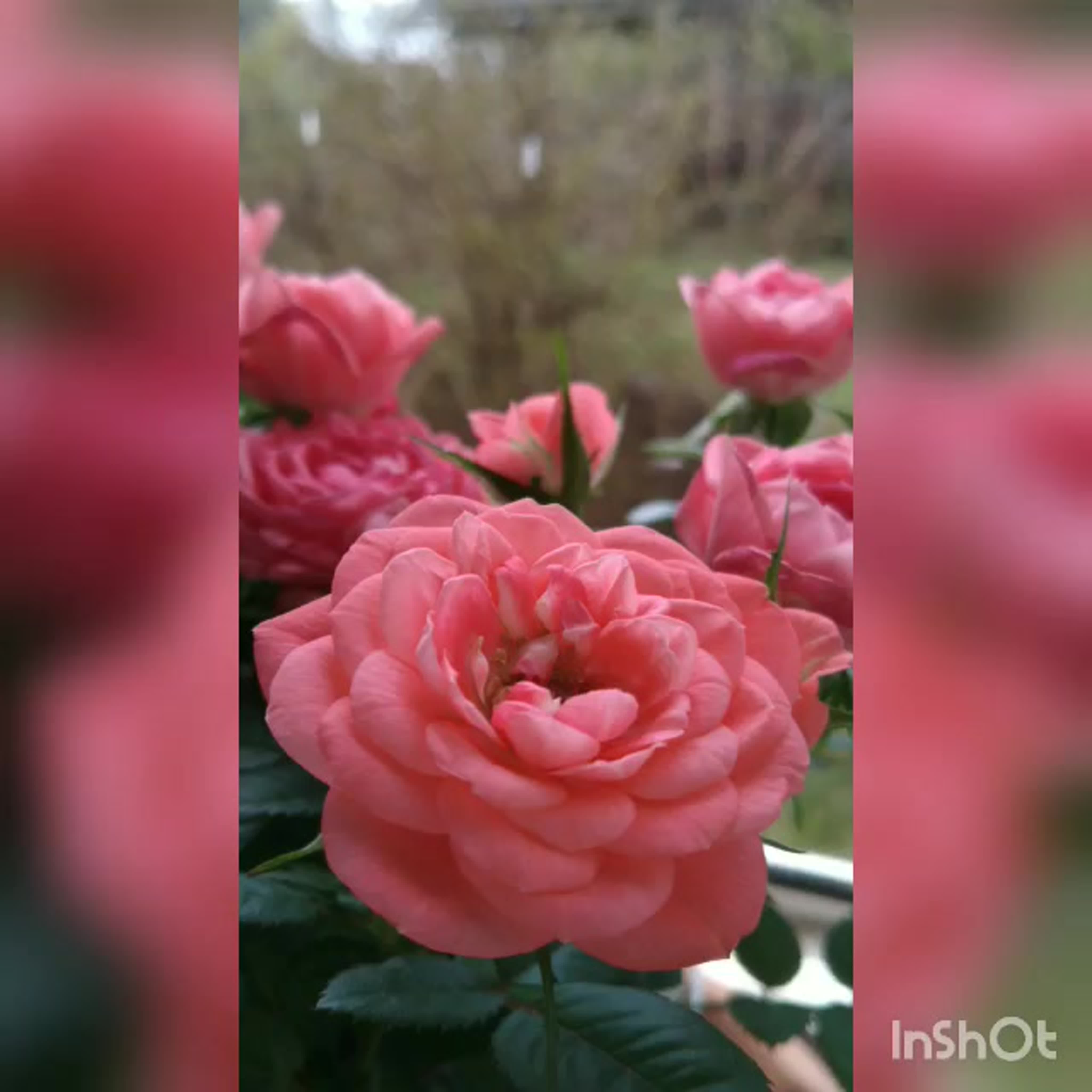 Учусь монтировать ролики в телефоне