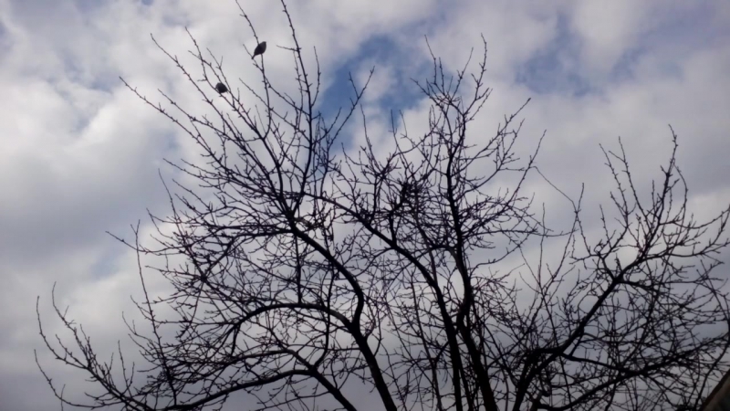 Мои любимые зверушки)