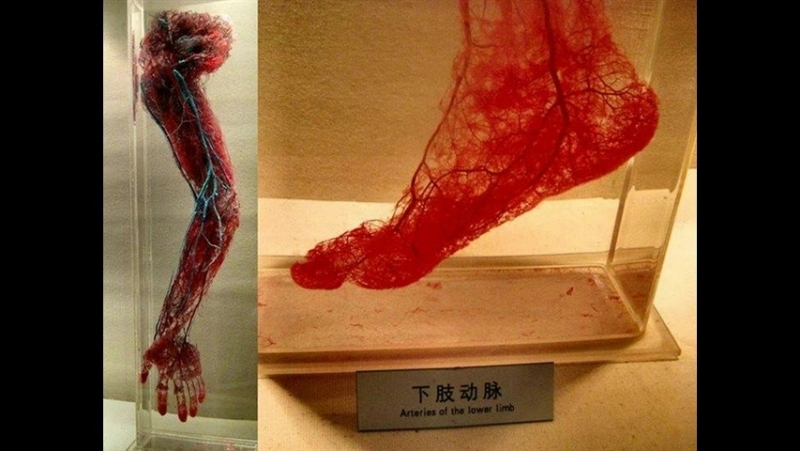 Денис Иванович Фонвизин I