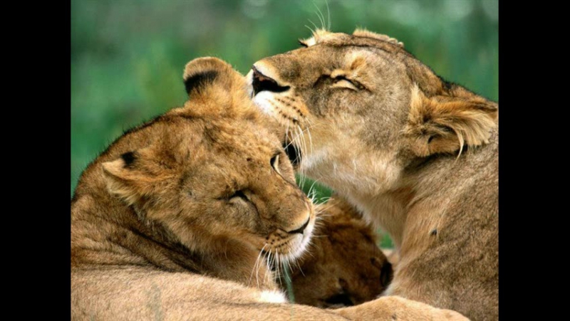 Галина Николаевна Щербакова I