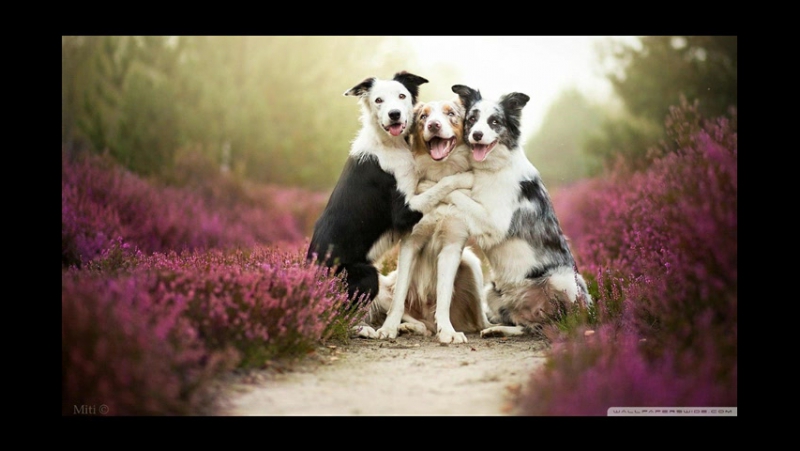 Гавриил Николаевич Троепольский I