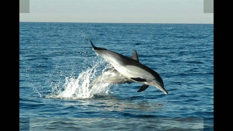 Валентин Петрович Катаев I