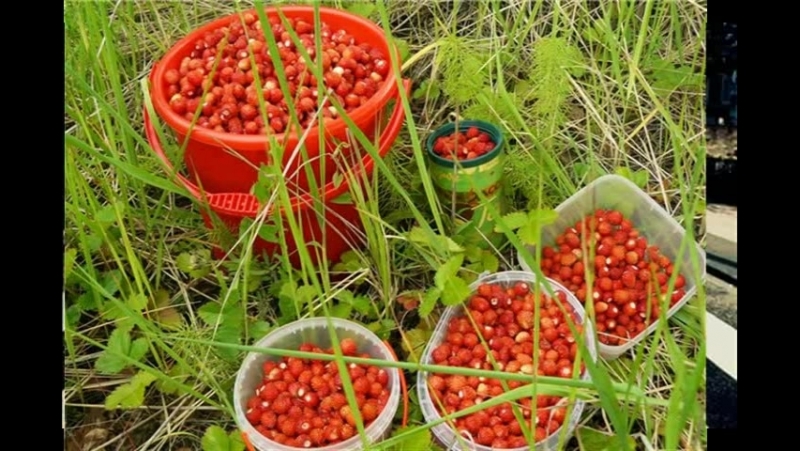 Анатолий Степанович Иванов I