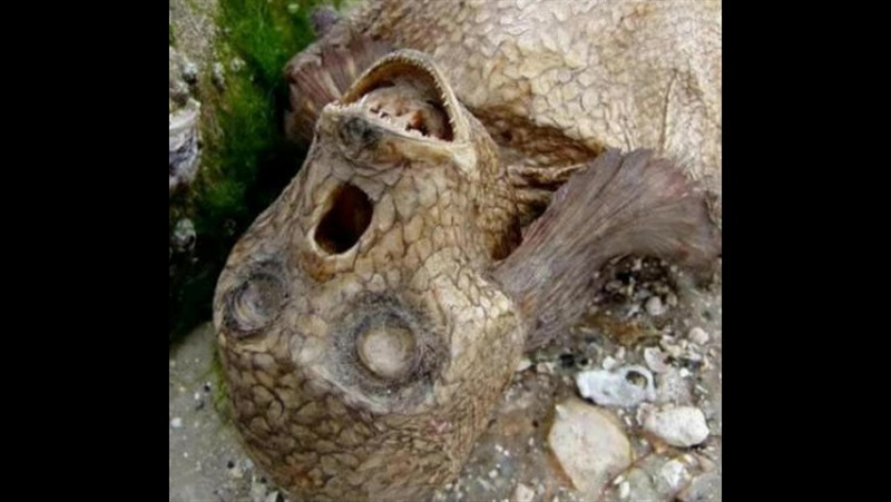 Елена Петровна Блаватская I