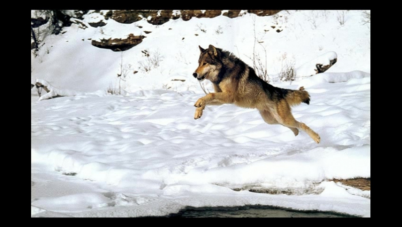 Джек Лондон I