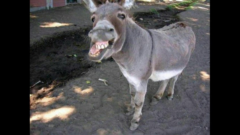 Байки и анегдоты