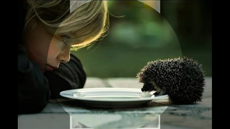 Рубаят Омар Хайяма 2016