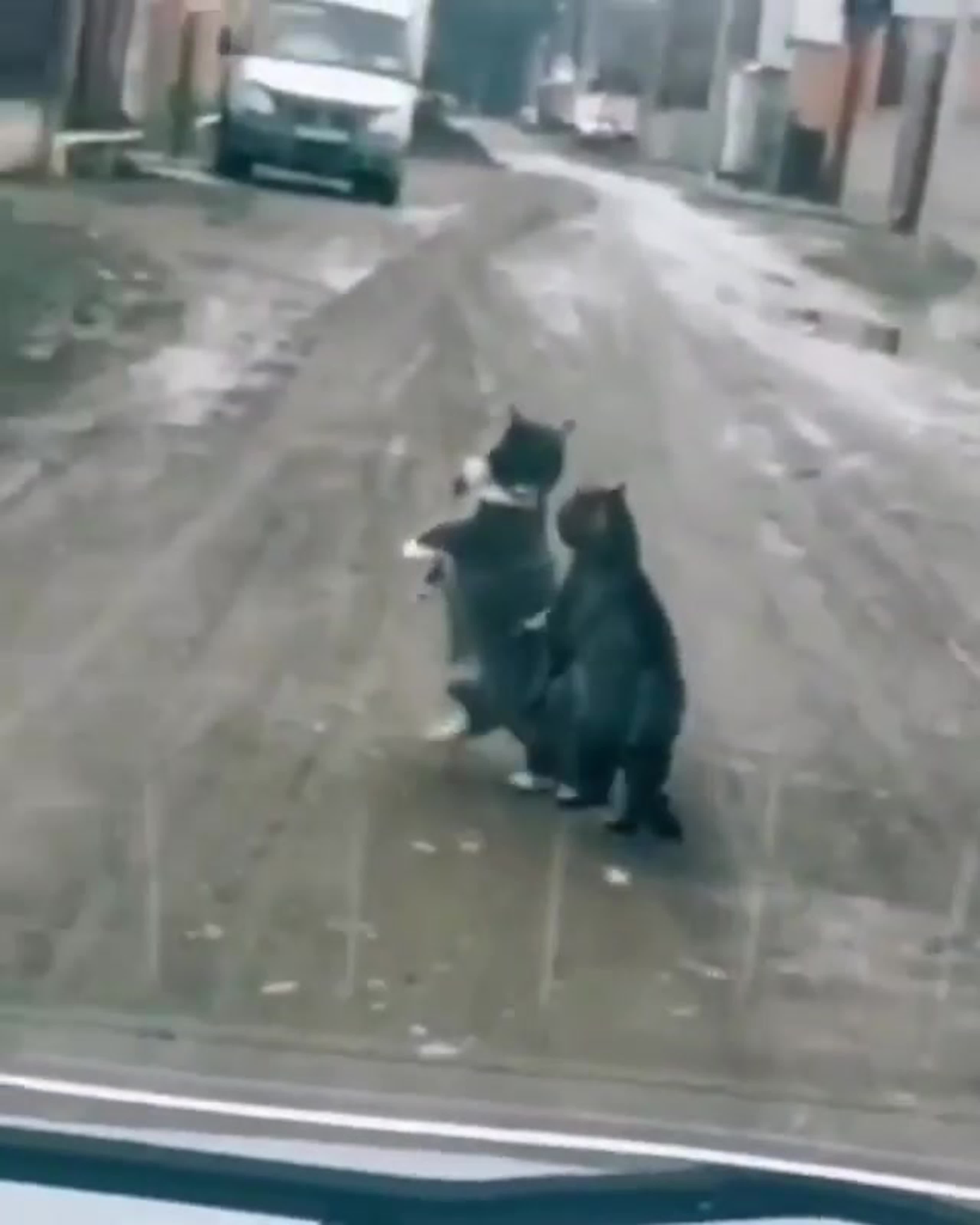 В мире животных