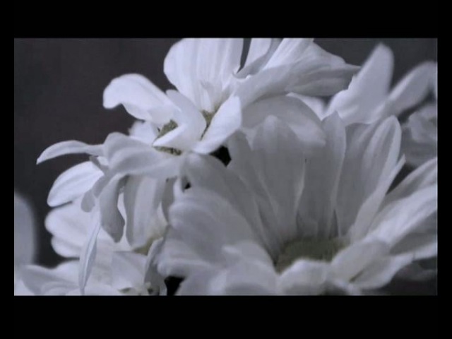 видеоклипы