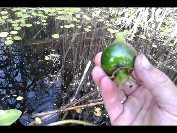 Семеноводство